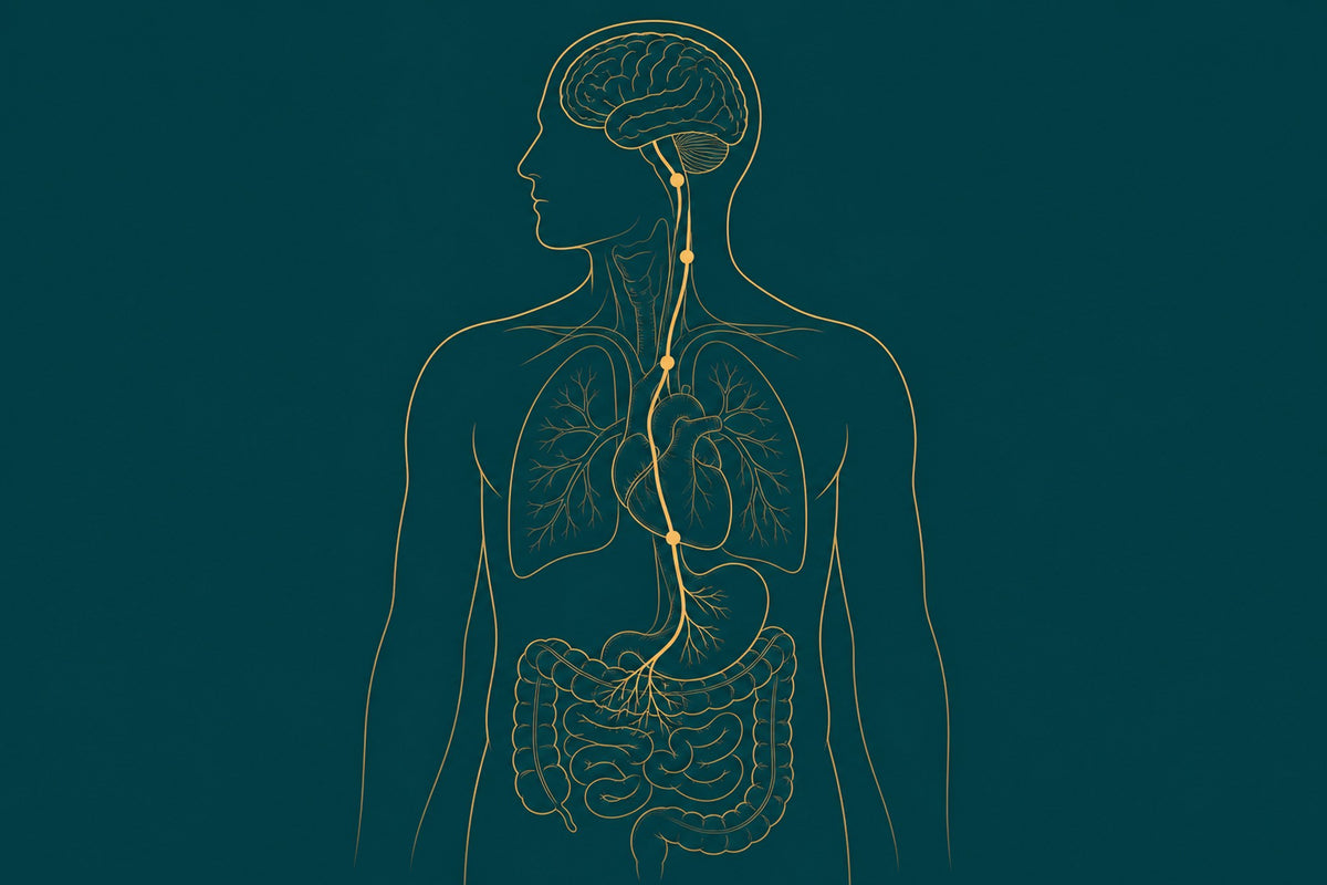 A drawn diagram in gold line work on deep teal tracing the vagus nerve path from gut to brain