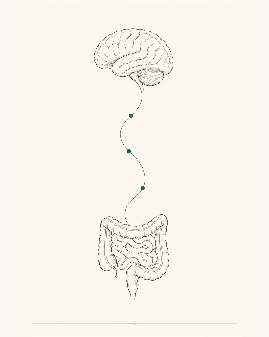 Thin-line illustration of the brain and the gut joined by a single signaling line