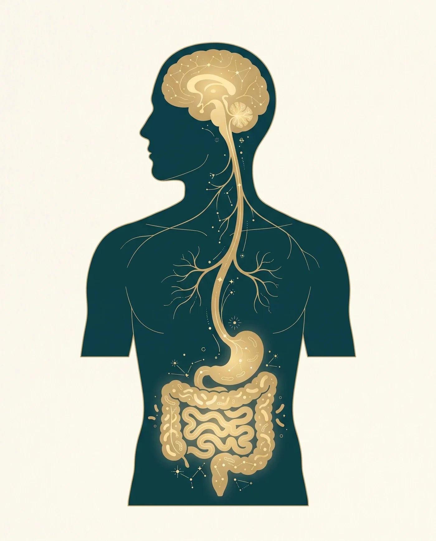 The gut-brain axis: a teal human silhouette with a gold vagus-nerve pathway connecting the brain to the gut and its microbiome