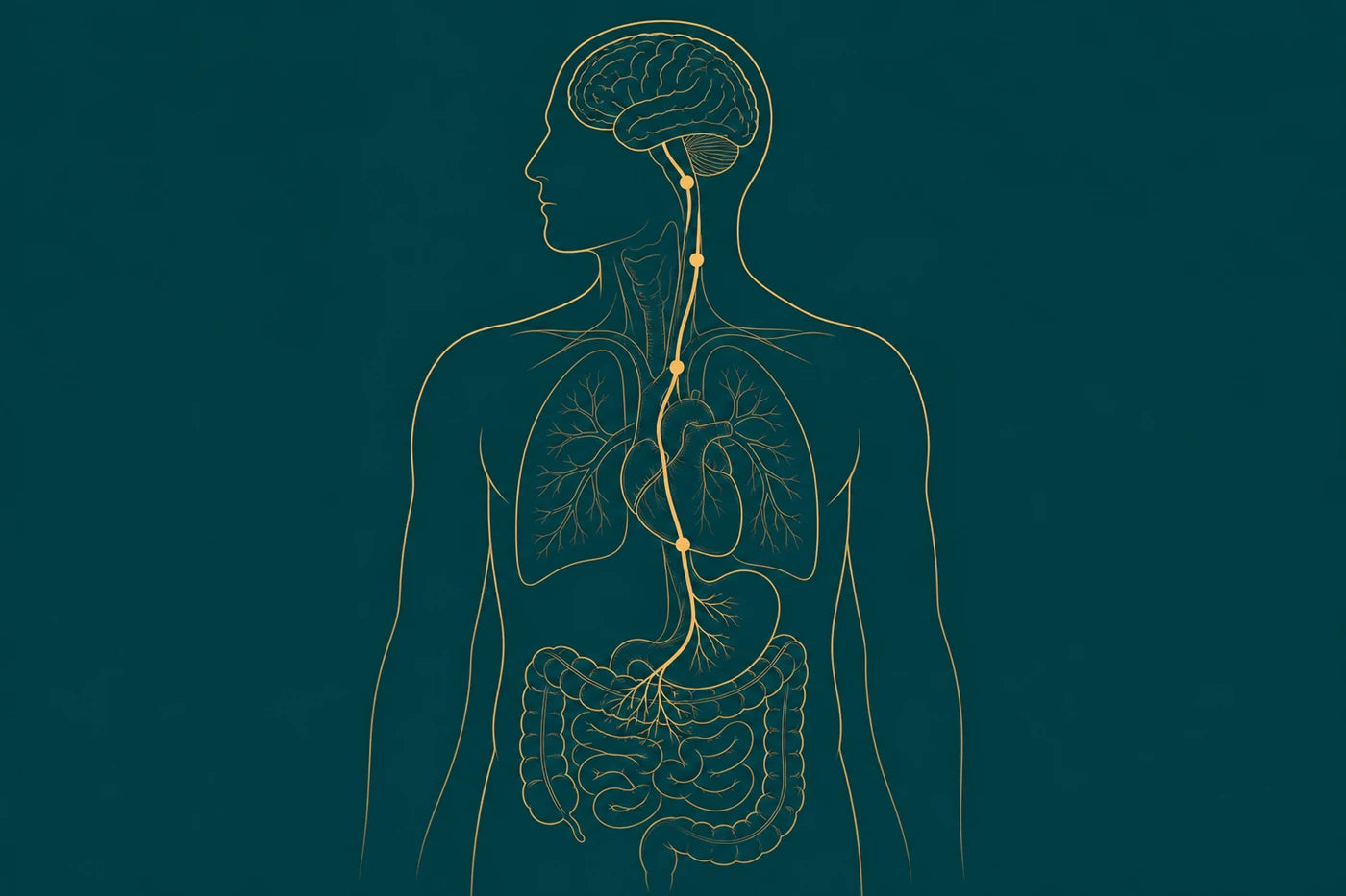 A drawn diagram in gold line work tracing the vagus nerve path from the gut to the brain